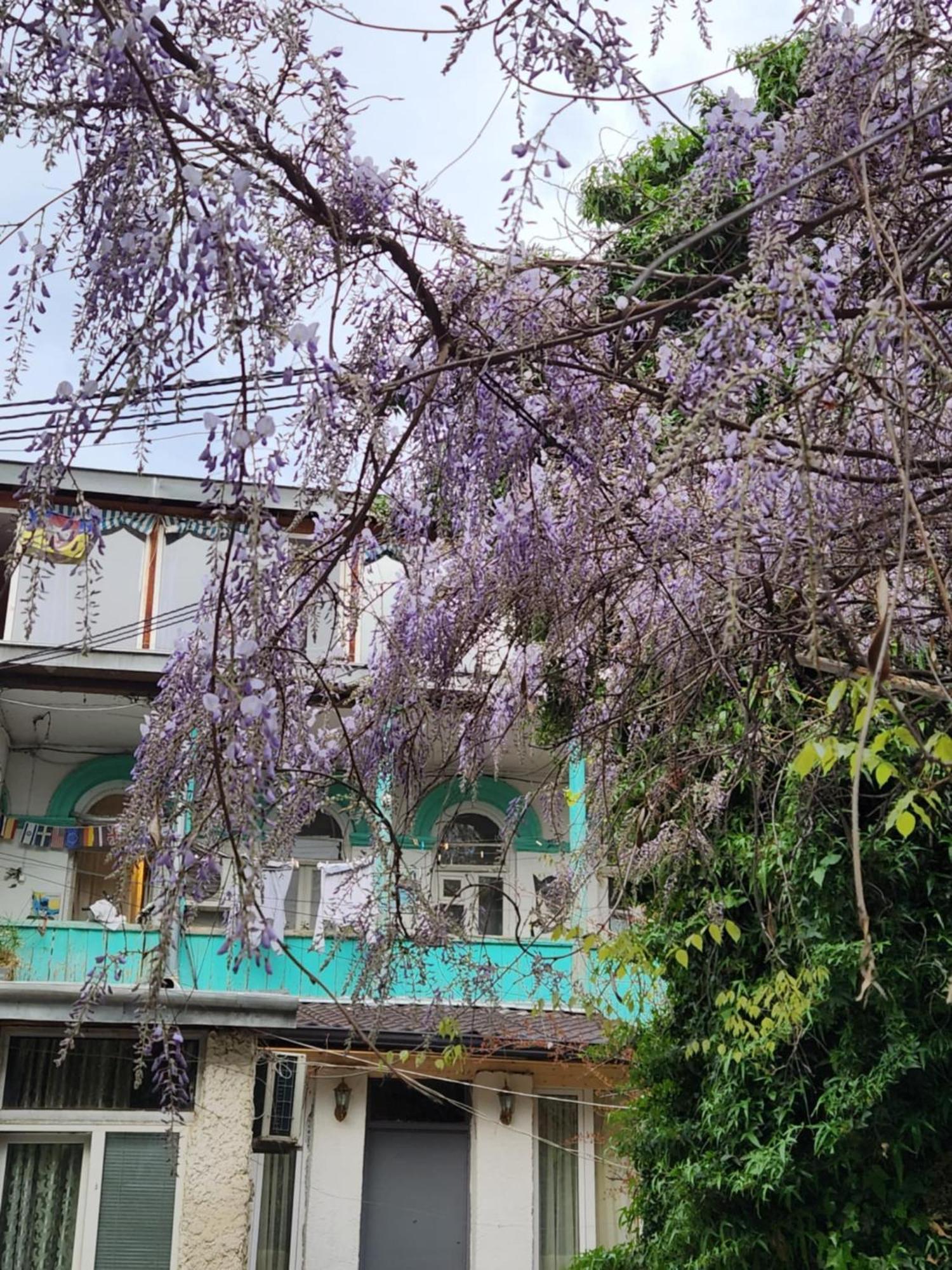 Green Stairs Guest House Tbilisi Exterior foto